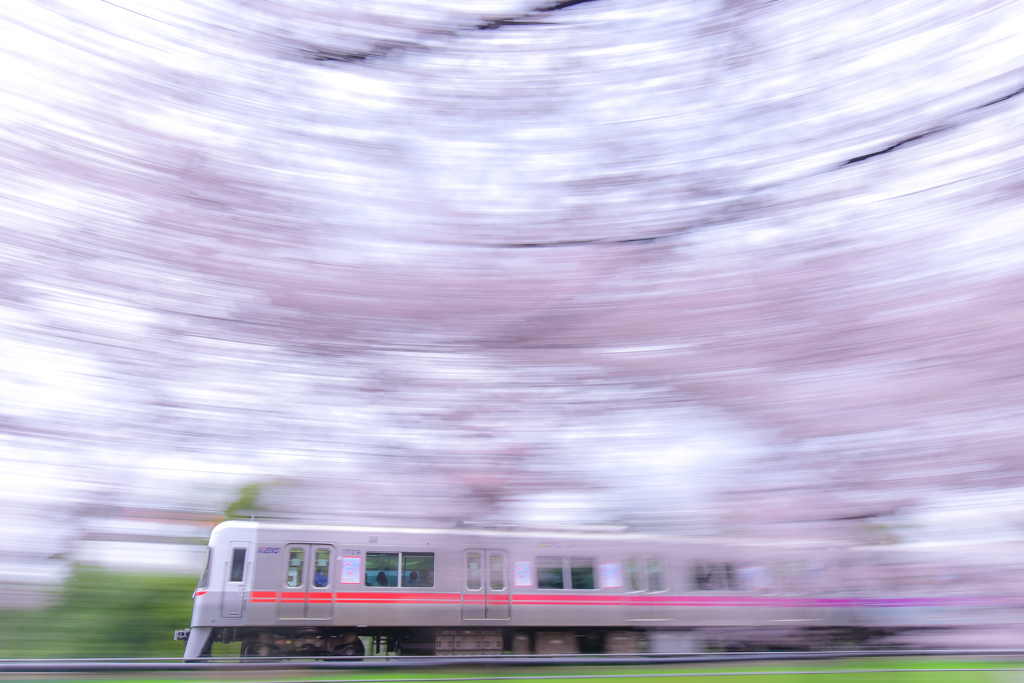 桜の風