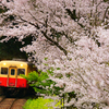 満開の桜を通りぬけて