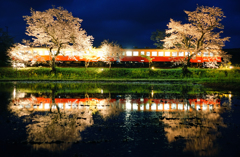 水面に輝く夜桜