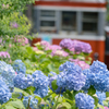 箱根の楽園