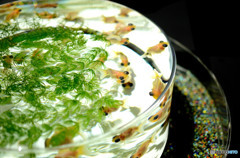 金魚