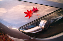 紅葉と愛車