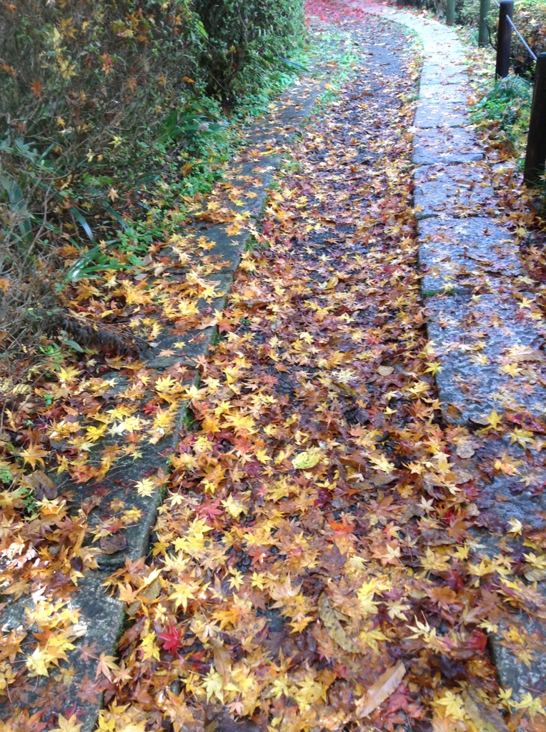 薬師池　紅葉
