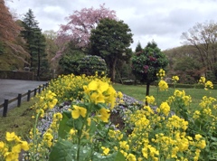 菜の花