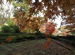 薬師池　紅葉