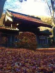 秋の薬師池公園