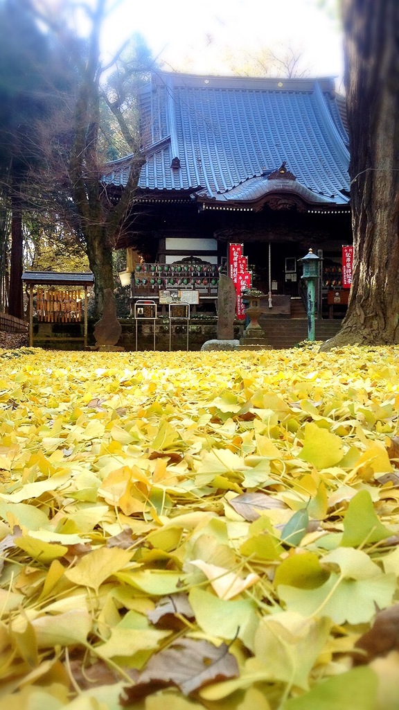 銀杏