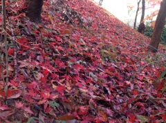 薬師池　紅葉
