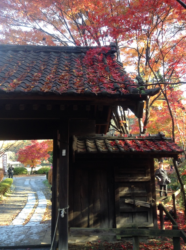 薬師池　紅葉