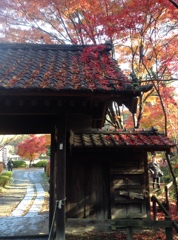 薬師池　紅葉