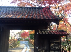 薬師池　紅葉