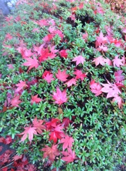 紅葉