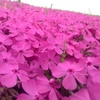 芝ざくら③