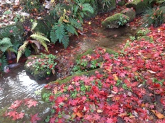 薬師池　紅葉