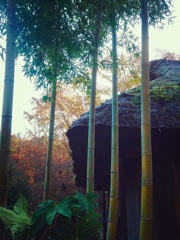 秋の薬師池公園