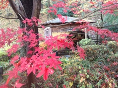 薬師池　紅葉