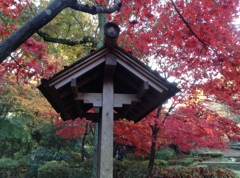 薬師池　紅葉