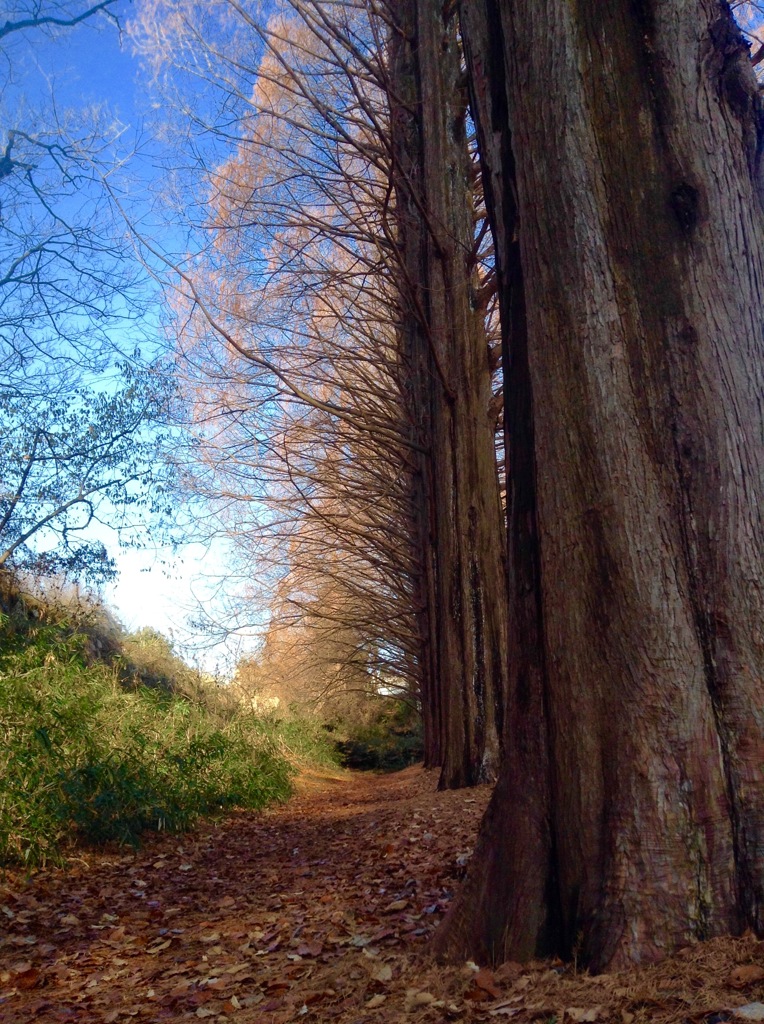 朝の公園