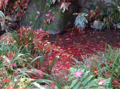 薬師池　紅葉