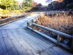 秋の薬師池公園