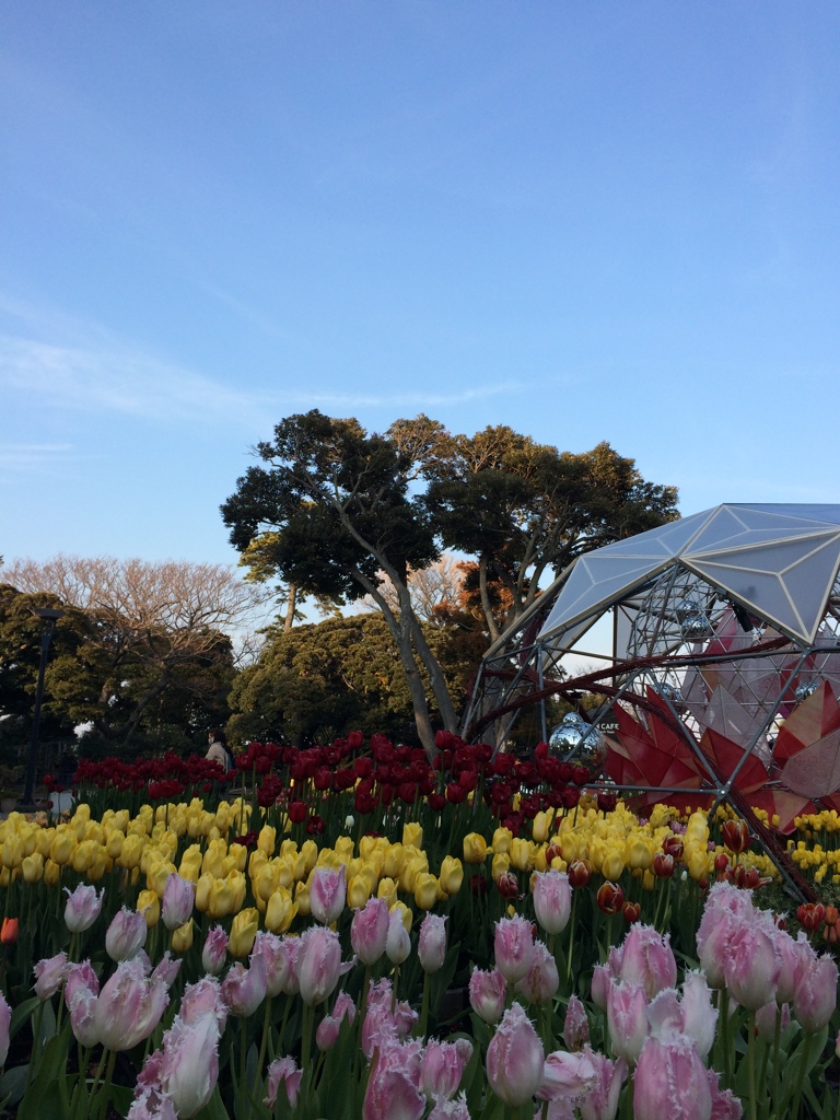 早咲チューリップ　江ノ島