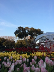 早咲チューリップ　江ノ島