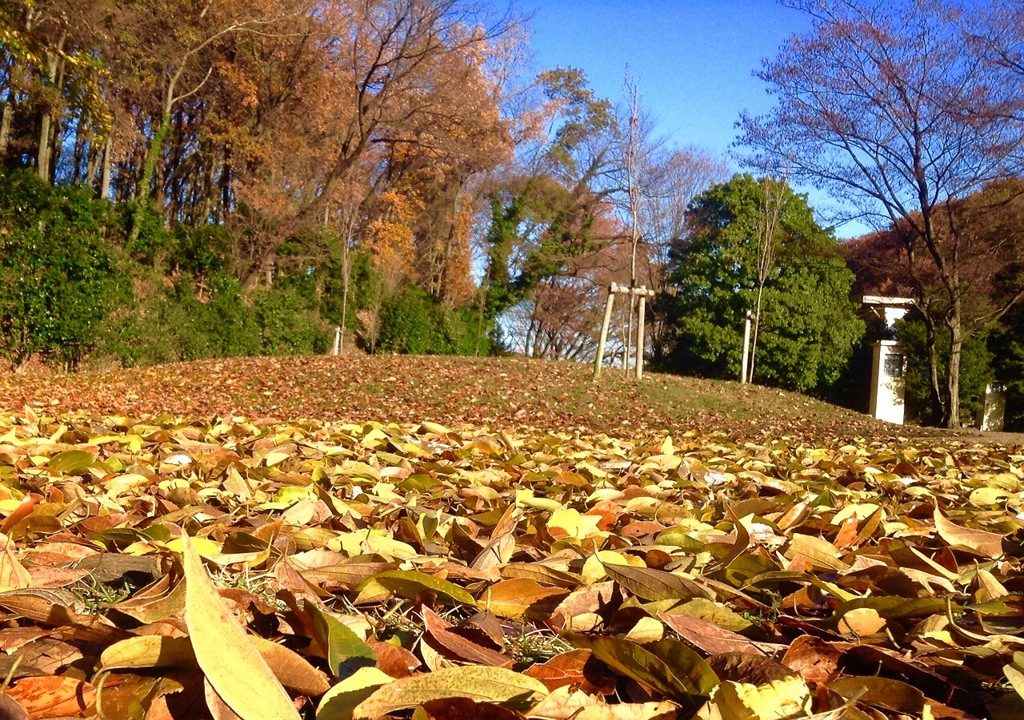 秋の薬師池公園
