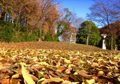 秋の薬師池公園