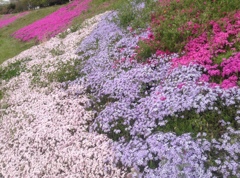 芝ざくら②