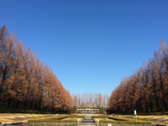 朝の公園