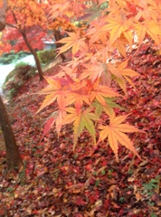 薬師池　紅葉