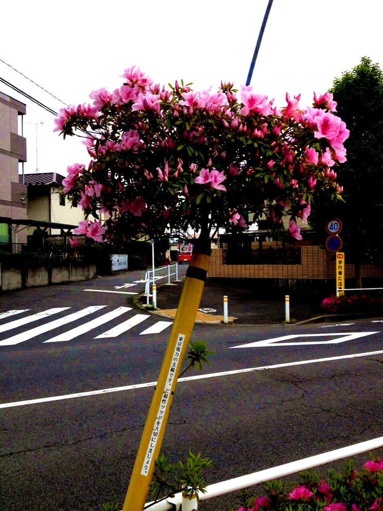 ド根性つつじ