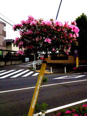 ド根性つつじ
