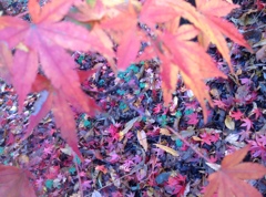 薬師池　紅葉
