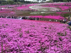 羊山の芝ざくら