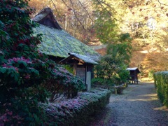 秋の薬師池公園