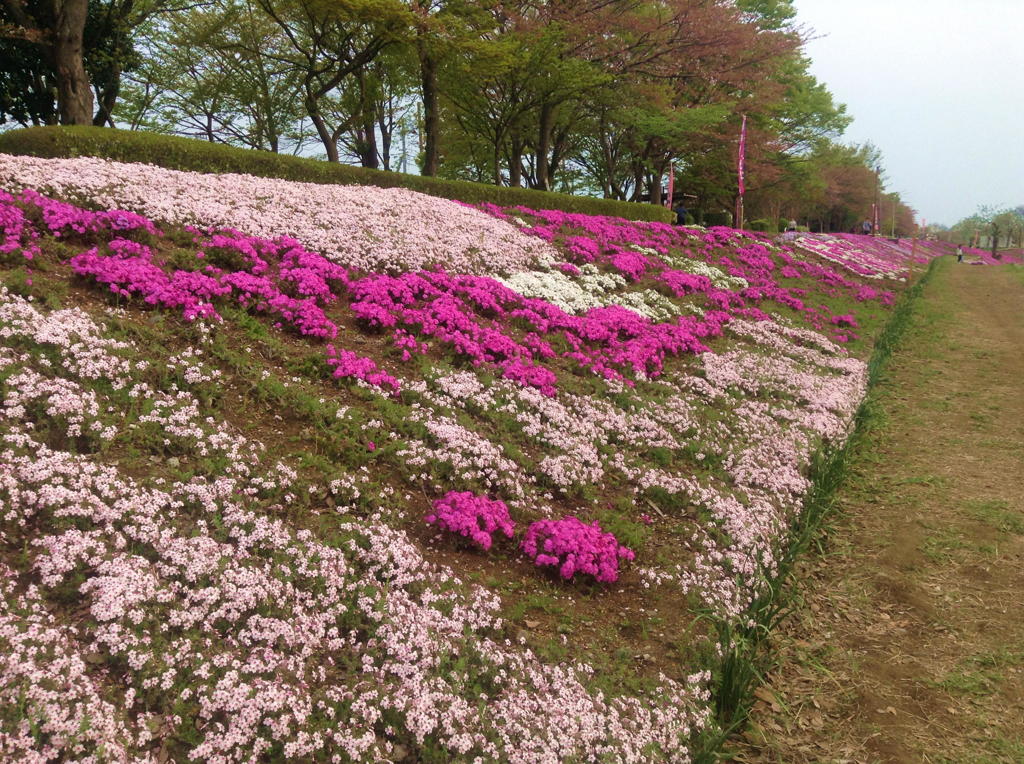 芝ざくら④