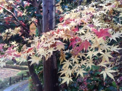 薬師池　紅葉