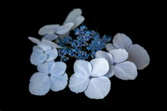 紫陽花