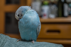 インコちゃん