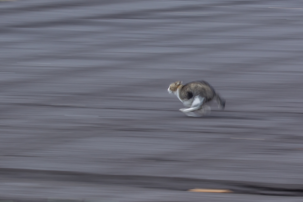 猫流し２