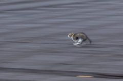 猫流し２