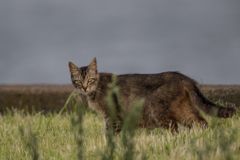 ねこ