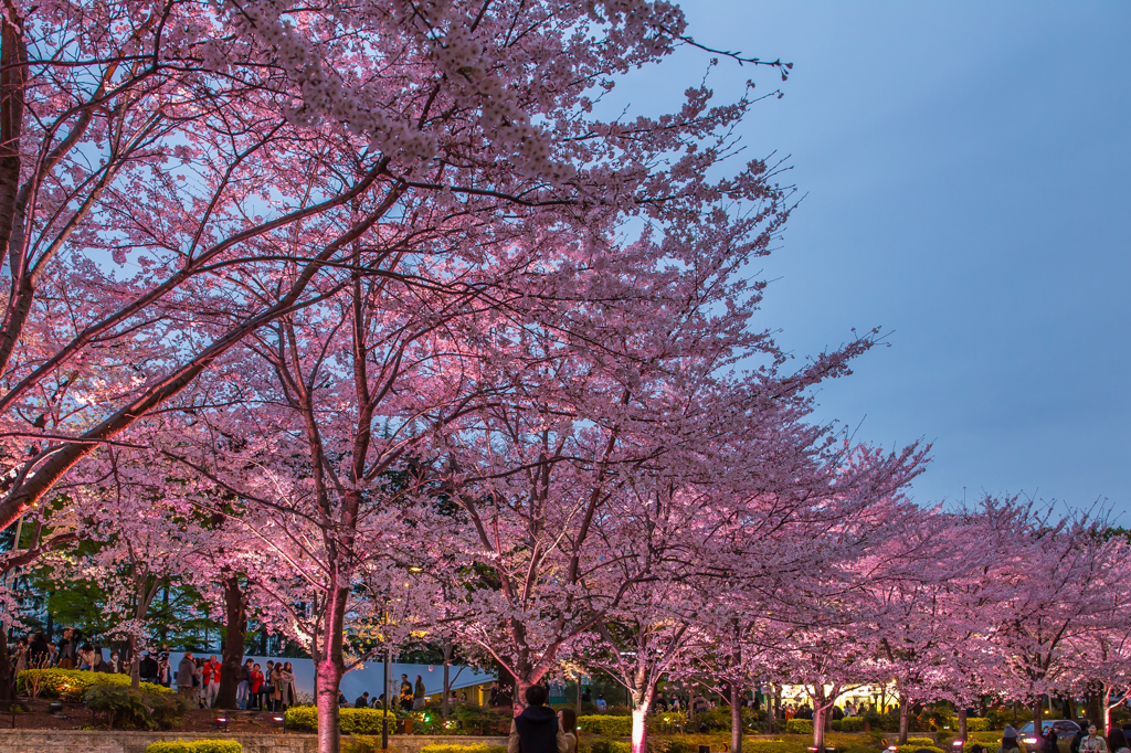 桜-3