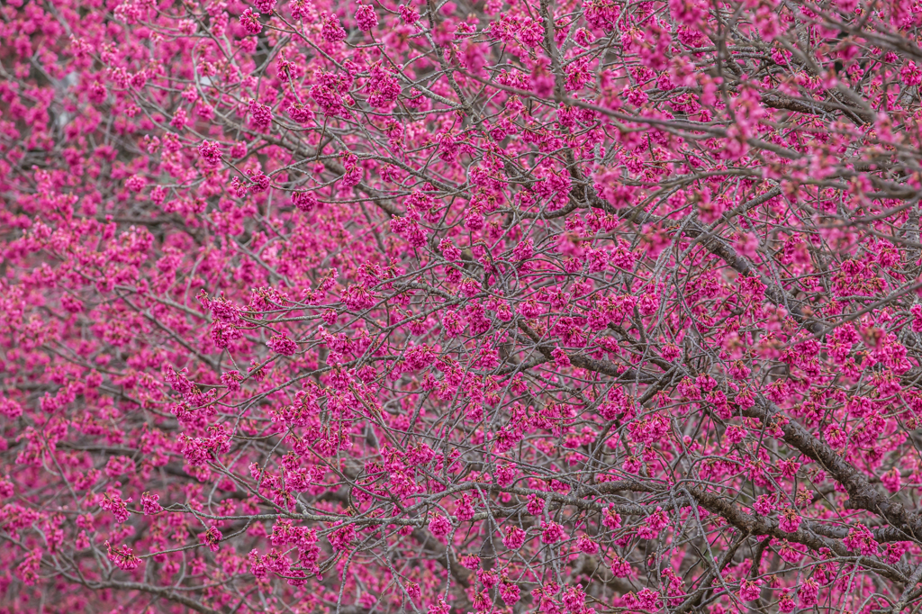 寒緋桜