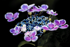 紫陽花