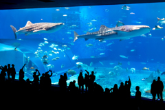 美ら海水族館１