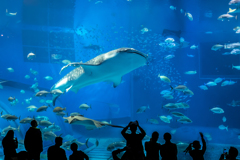 美ら海水族館２