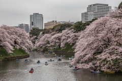 桜-1