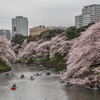 桜-1